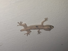 Gekkonidae