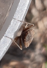 Heteroptera
