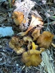 Craterellus ignicolor