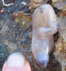 Asterocarpa coerulea