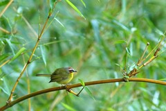 Basileuterus delattrii