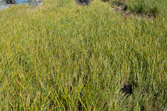 Sporobolus alterniflorus