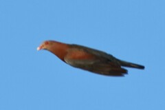 Patagioenas flavirostris