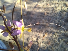 Heliophila cornuta squamata