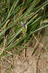 Gentianella