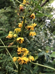 Senna hebecarpa