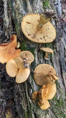 Gymnopilus luteus