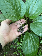 Smilax herbacea