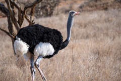 Struthio molybdophanes