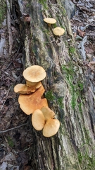 Gymnopilus luteus