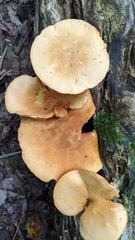 Gymnopilus luteus