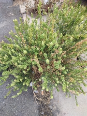 Reseda lutea