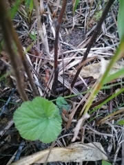 Geum