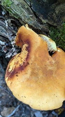 Gymnopilus luteus