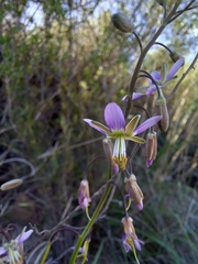 Heliophila cornuta squamata