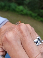 Chrysopilus quadratus