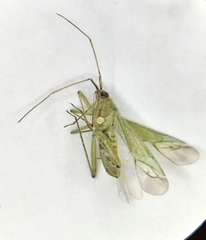 Blepharidopterus angulatus