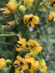 Senna hebecarpa