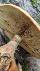Gymnopilus luteus