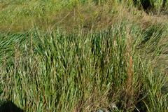 Sporobolus michauxianus