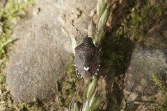 Holcostethus sphacelatus