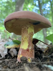 Baorangia bicolor