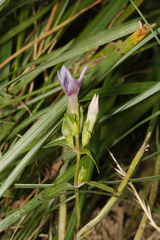 Gentianella