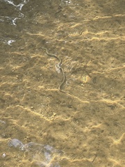 Natrix tessellata