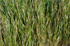 Sporobolus michauxianus