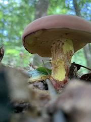 Baorangia bicolor