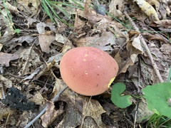 Baorangia bicolor