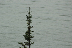 Setophaga coronata