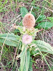 Dipsacus fullonum
