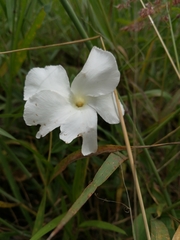 Mandevilla hypoleuca