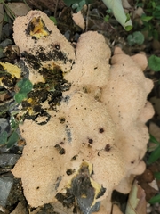 Fuligo septica