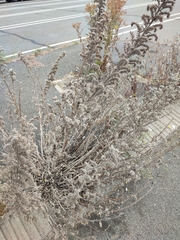 Echium vulgare