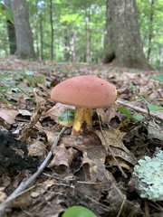 Baorangia bicolor