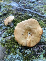 Hydnum umbilicatum