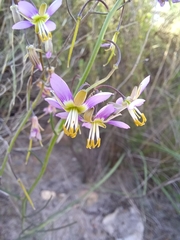 Heliophila cornuta squamata
