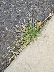 Poa annua
