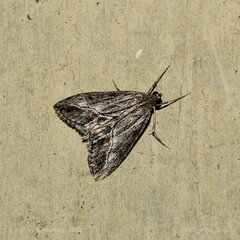 Evergestis subterminalis