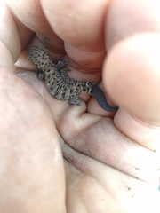 Pachydactylus affinis