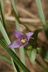 Gentianella