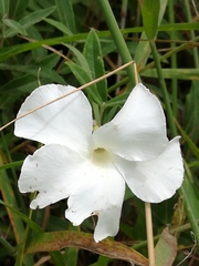 Mandevilla hypoleuca