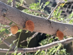 Prosopis pubescens
