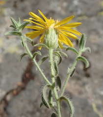 Heterotheca shevockii