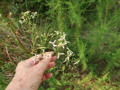 Doellingeria sericocarpoides