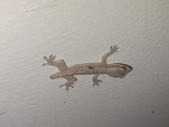 Gekkonidae