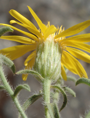 Heterotheca shevockii