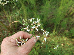 Doellingeria sericocarpoides